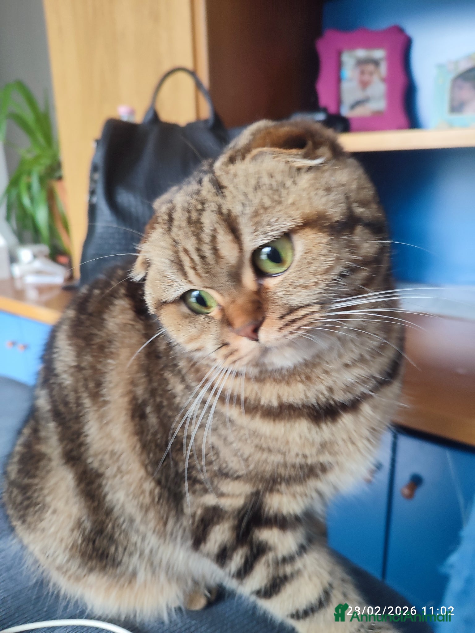 Altre razze gatti  Scottish fold  - Annuncio 1