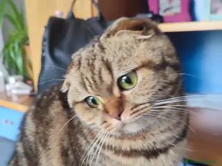Altre razze gatti Scottish fold - Annuncio 1