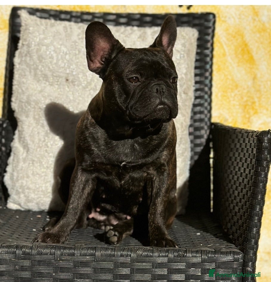 Bulldog Francese cani Cuccioli di Bulldog Francese  - Annuncio 1