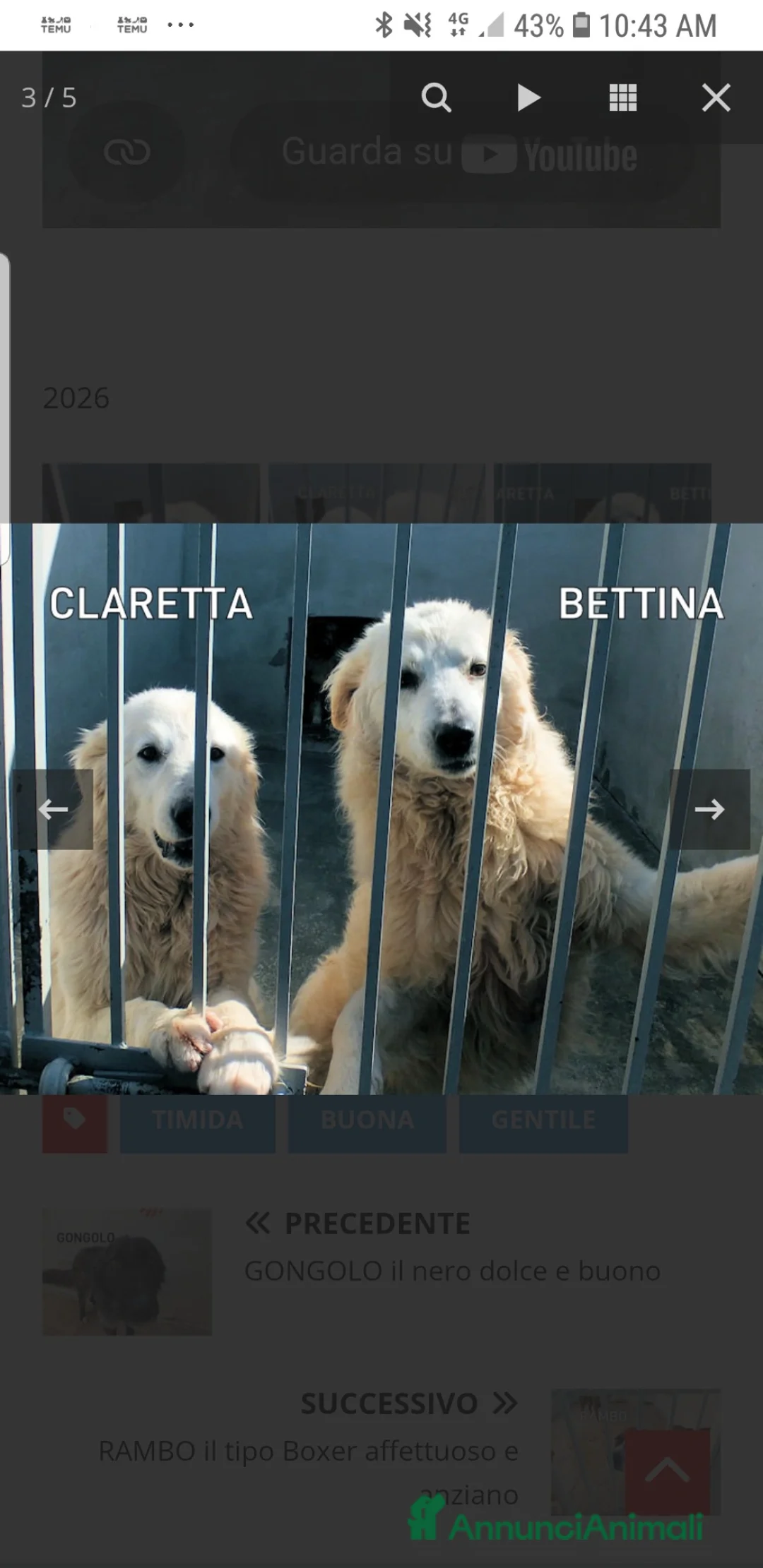 Meticcio cani in regalo: ADOZ.DEL💔:bella,socievole,umana, abbandonata! - Annuncio 9