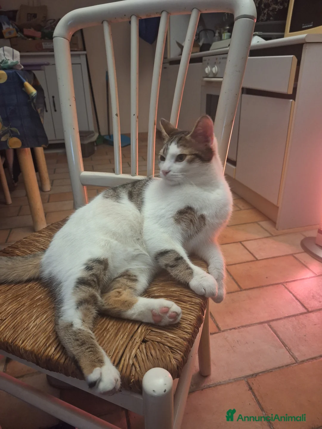 Meticcio gatti in regalo: Gattino in regalo!!! - Annuncio 1