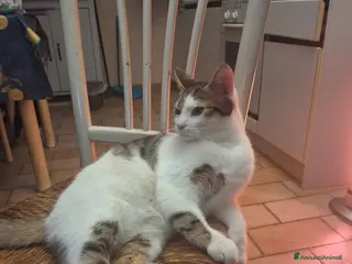 Meticcio gatti Gattino in regalo!!! - Annuncio 8