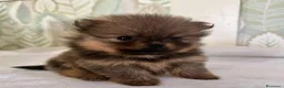 Volpino Pomerania cani in vendita: Bellissimi cuccioli di Pomerania  a Città metropolitana di Roma Capitale - Annuncio 5