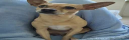 Pinscher Miniatura cani per accoppiamento: Cerco fidanzata per la mia prima volta  - Annuncio 7