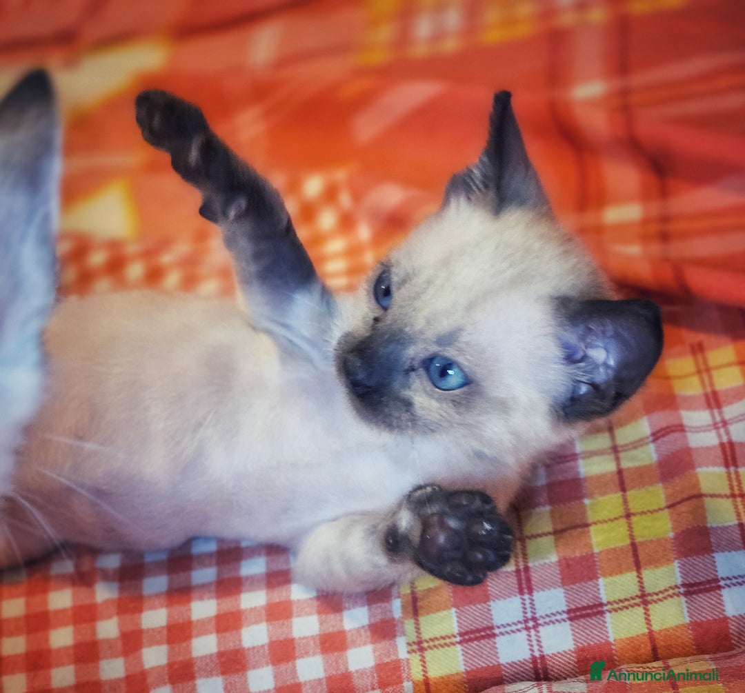 Bengala gatti in vendita: Cucciolo gatto bengala  - Annuncio 18