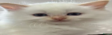 Ragdoll Gattino 4
