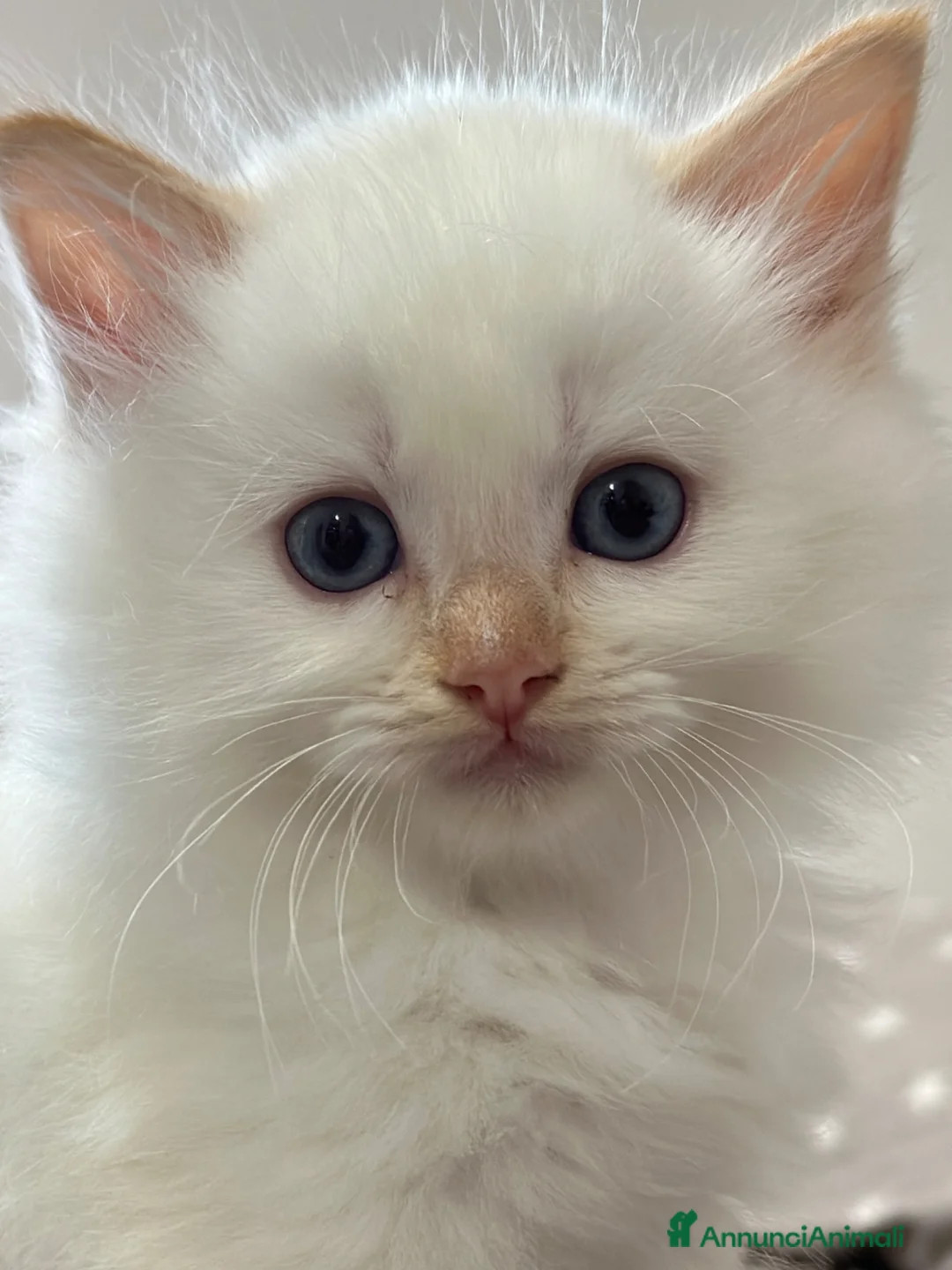 Ragdoll gatti in vendita: Ragdoll maschietti Red e Seal con pedigree - Annuncio 25