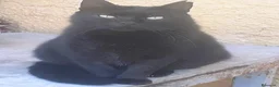 Meticcio gatti in regalo: 3 anni bellissimo micione  - Annuncio 6