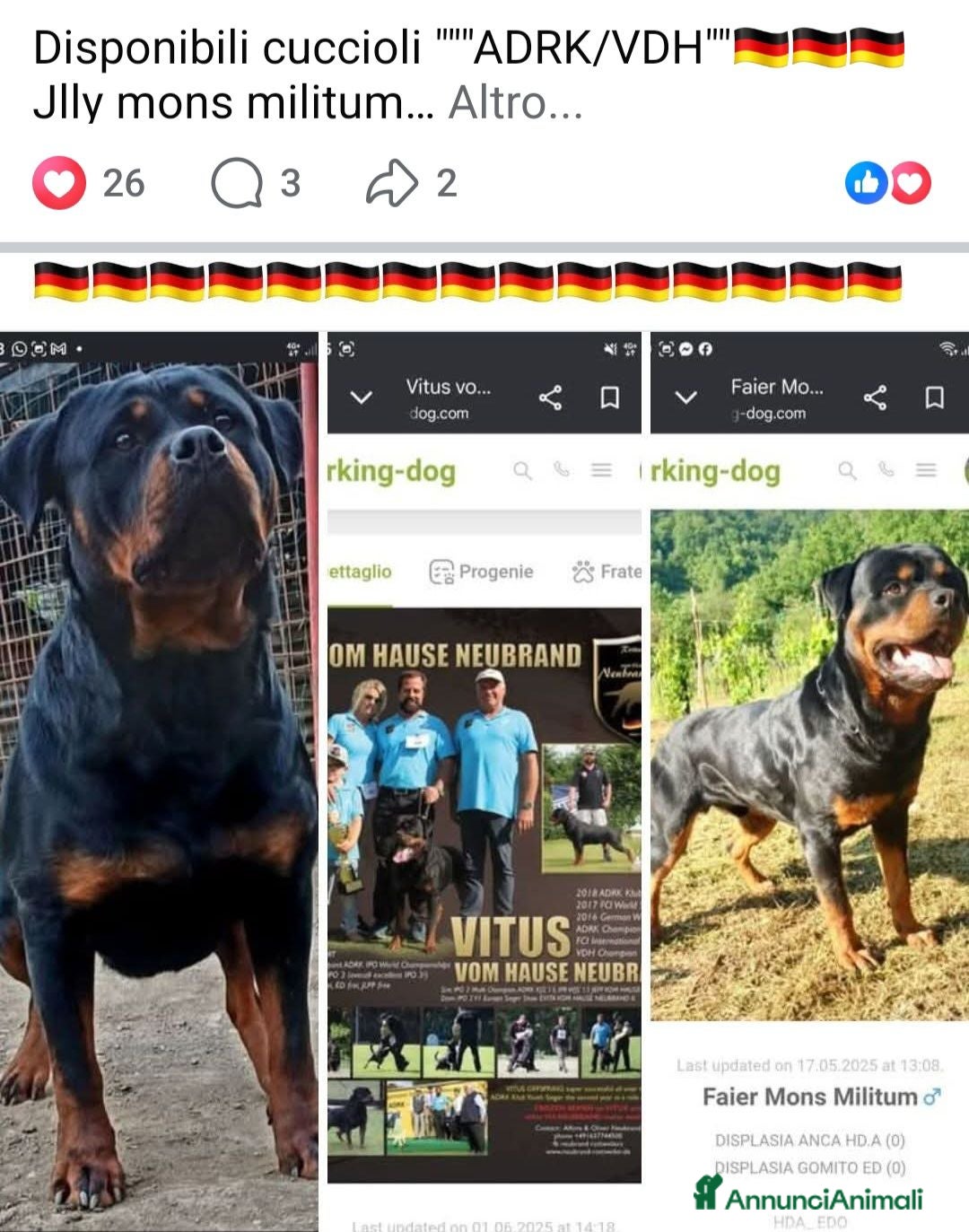 Rottweiler cani Allevamento Rottweiler  - Annuncio 2