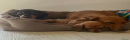 Bassotto cani in vendita: cuccioli bassotto nano e Kaninchen - Annuncio 5