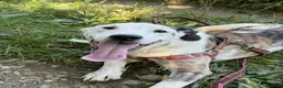 Meticcio cani in regalo: ALFA, mix PITBULL super coccolone!! - Annuncio 8