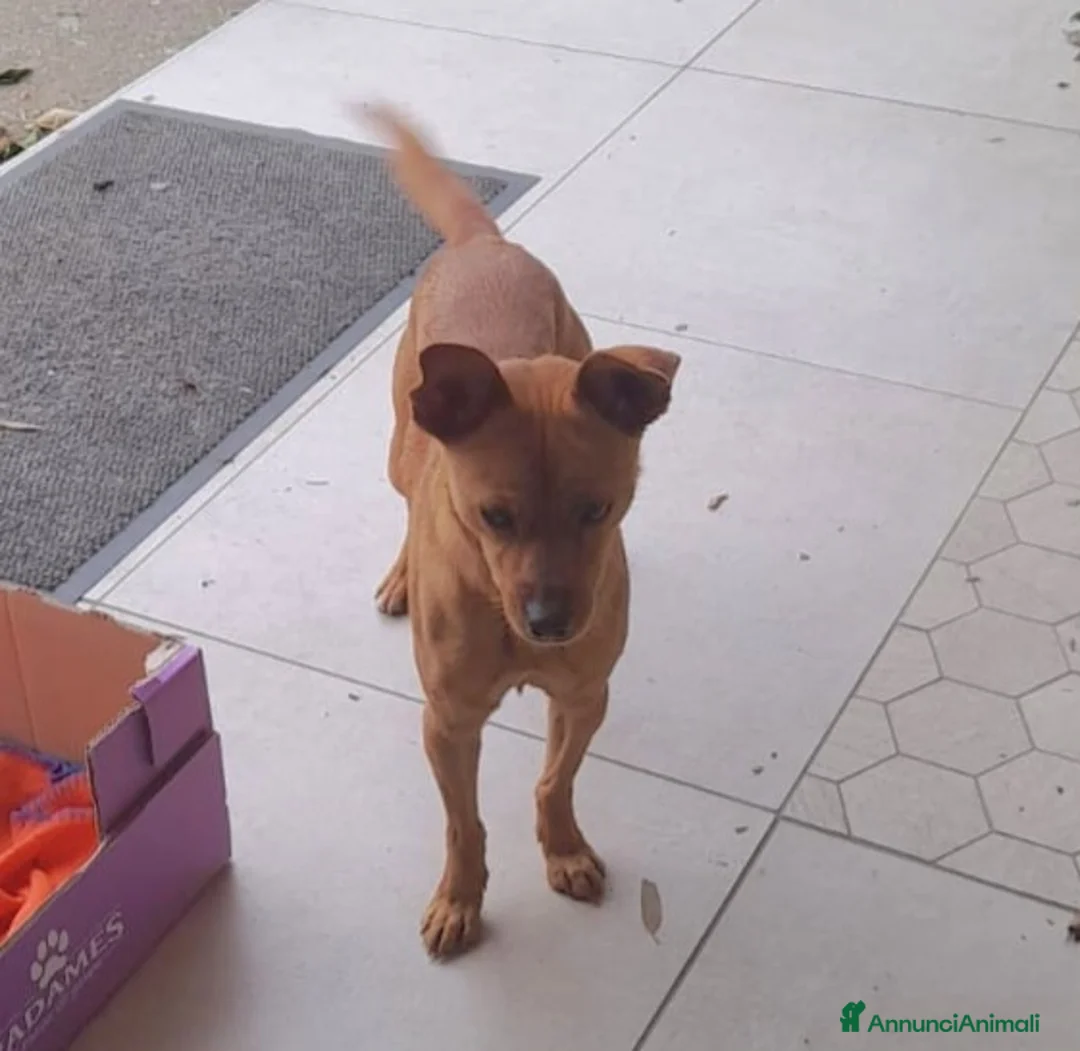 Meticcio cani in regalo: LOLA TAGLIA PICCOLA  - Annuncio 4