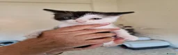 Meticcio gatti in regalo: Scacco gattino bellissimo - Annuncio 3