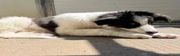Meticcio cani in regalo: ALBA e ORLANDO meravigliosi cuccioli tg grande - Annuncio 5