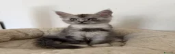 Maine Coon gatti in vendita: Cuccioli Silver shaded - Annuncio 2