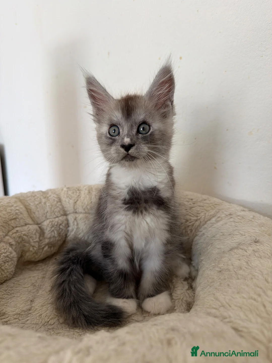 Maine Coon gatti in vendita: Cuccioli Silver shaded - Annuncio 2