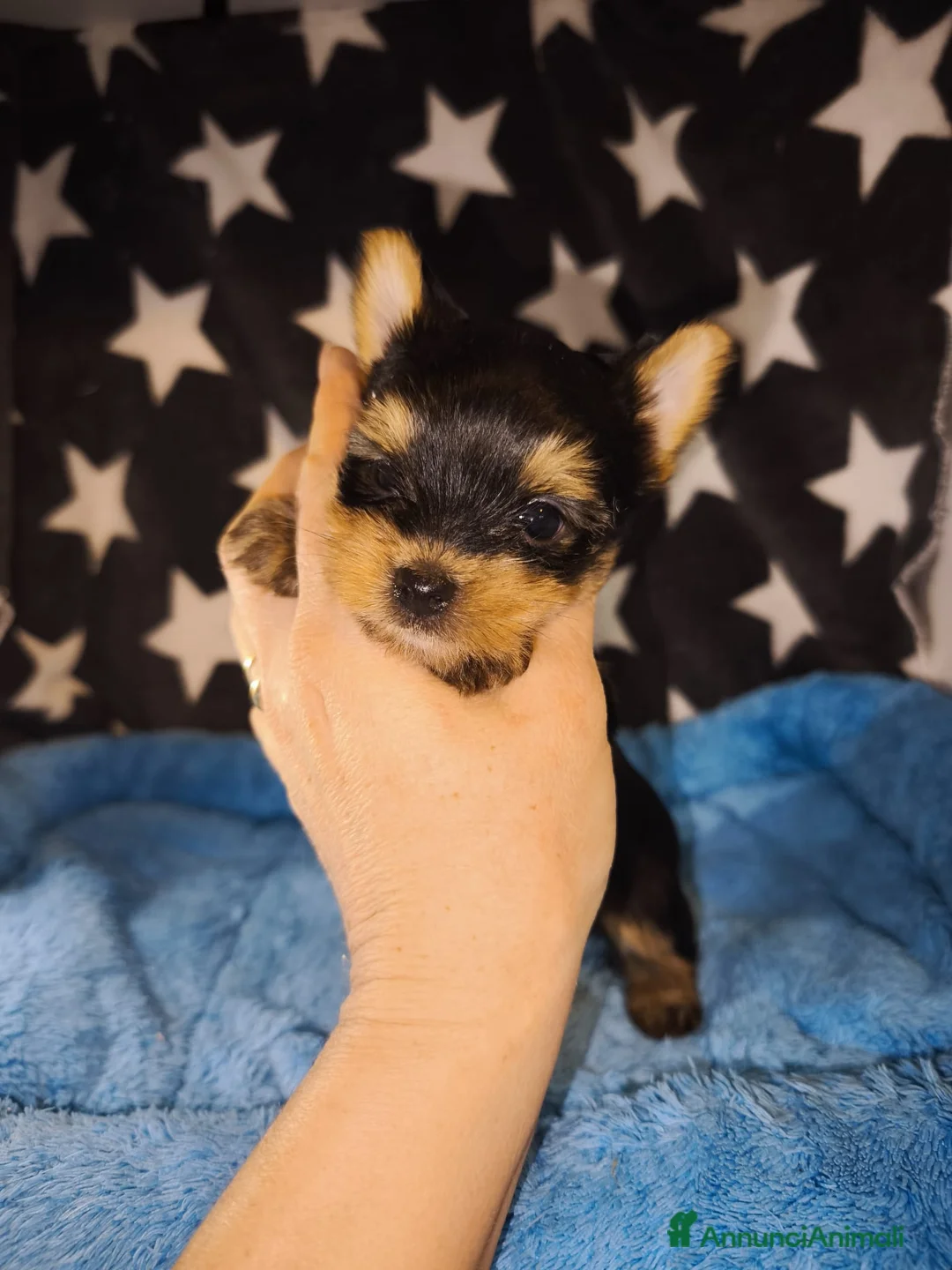 Yorkshire cani in vendita: Yorkshire terrier toy - Annuncio 5