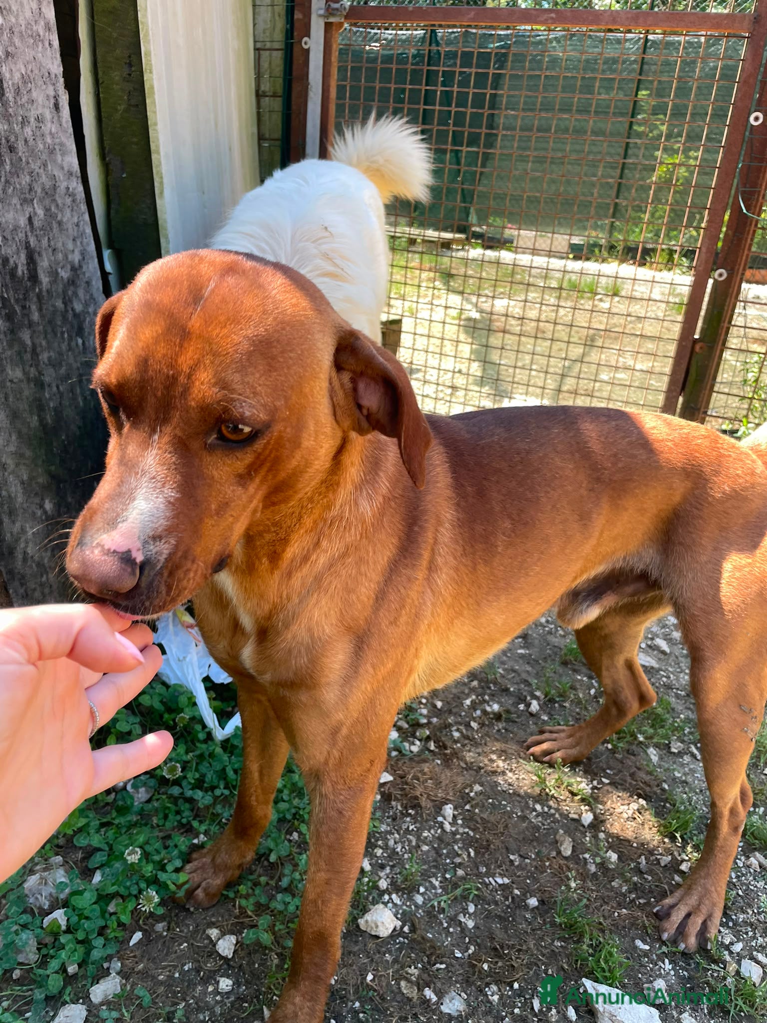 Meticcio cani in regalo: DOLCISSIMO CORFU' a Città metropolitana di Roma Capitale - Annuncio 9