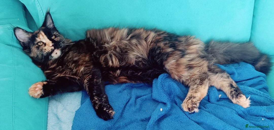 Maine Coon gatti in vendita: Cucciola Maine Coon XXL pedigree ANFI libero  - Annuncio 5