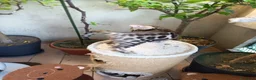 Bengala gatti in vendita: laun splendore cucciola Bengala 🥰  - Annuncio 24