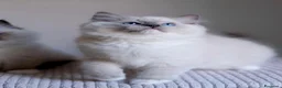 Ragdoll gatti in vendita: Bellissimi cuccioli di ragdoll - Annuncio 7