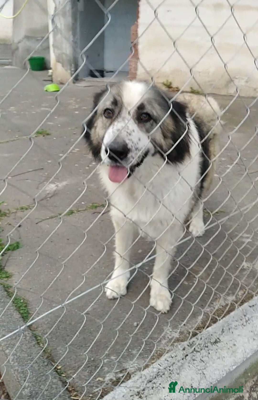 Meticcio cani in regalo: Cagnoline in Adozione  - Annuncio 1