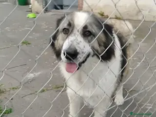 Meticcio cani Cagnoline in Adozione - Annuncio 15