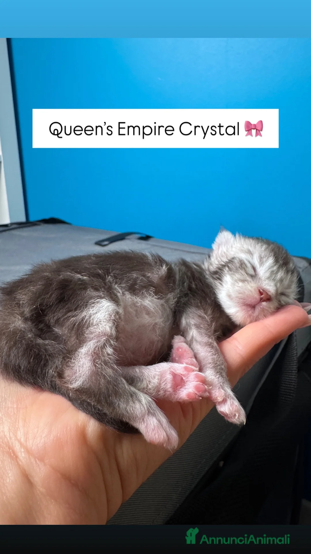 Maine Coon gatti in vendita: Cuccioli di Maine Coon Silver - Annuncio 2