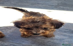 Barboncino cani in vendita: Cucciolo di Barboncino  a Città metropolitana di Milano - Immagine 2