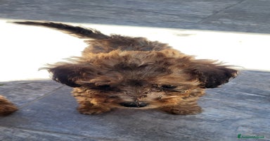 Barboncino cani a Città metropolitana di Milano - Annuncio 11