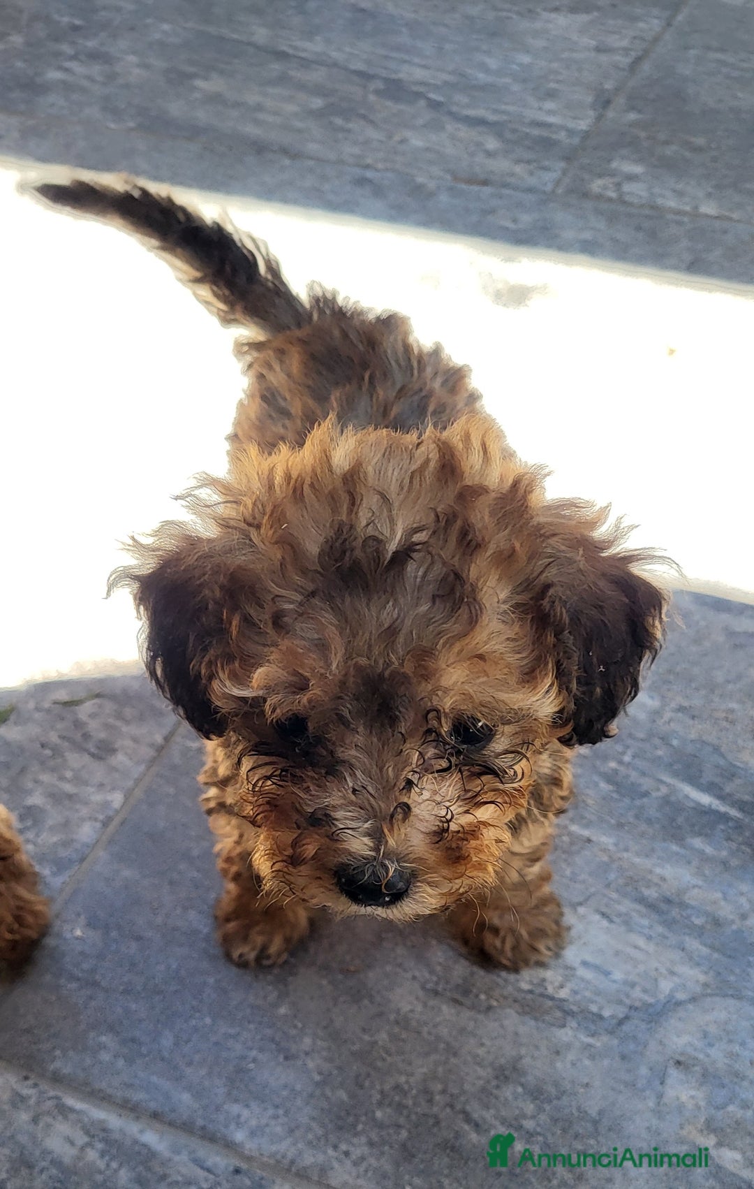 Barboncino cani in vendita: Cucciolo di Barboncino  a Città metropolitana di Milano - Immagine 2
