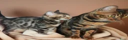 Bengala gatti in vendita: Favolosa gattina Bengala  - Annuncio 3