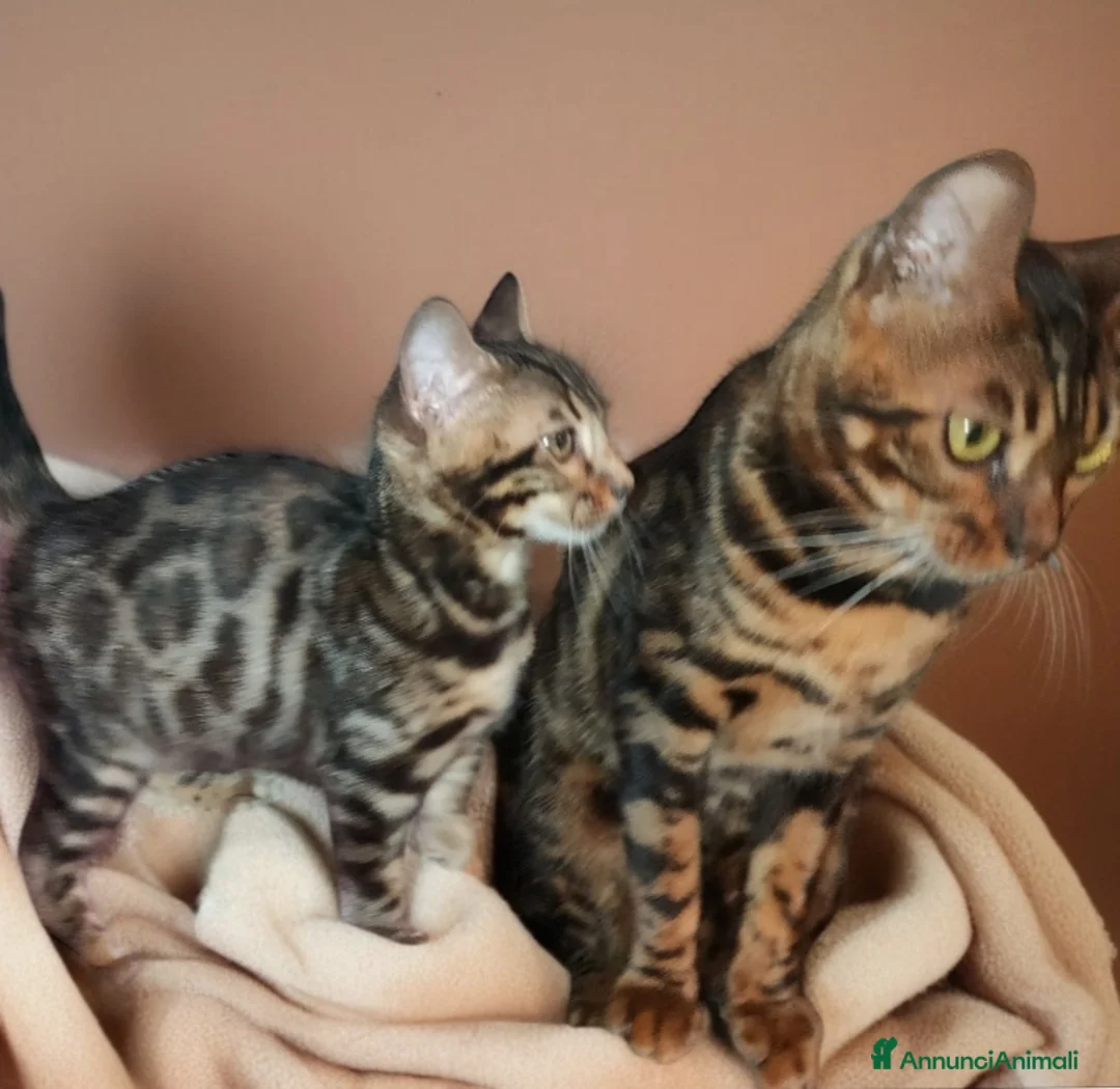 Bengala gatti in vendita: Favolosa gattina Bengala  - Annuncio 3