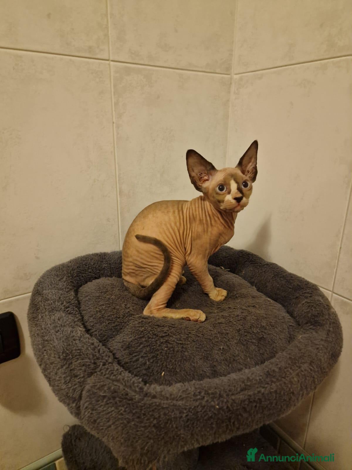 Sphynx gatti Sphynx  - Annuncio 1