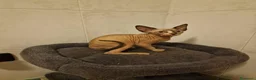 Sphynx gatti in vendita: Sphynx  - Annuncio 1