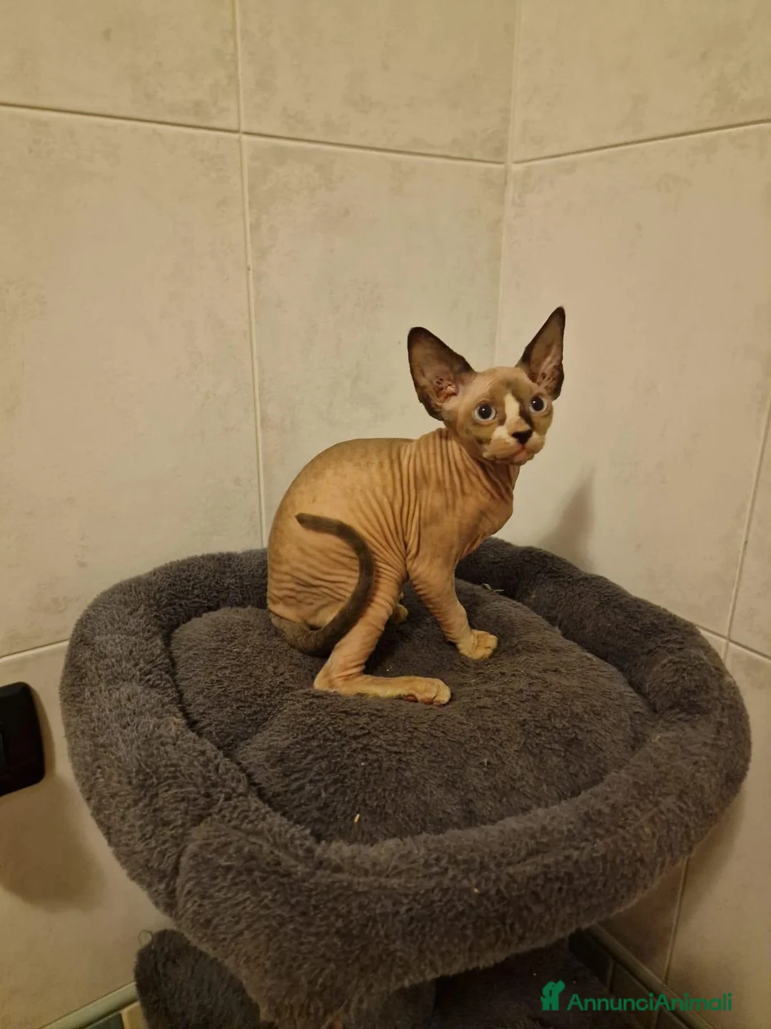 Sphynx gatti in vendita: Sphynx  - Annuncio 1