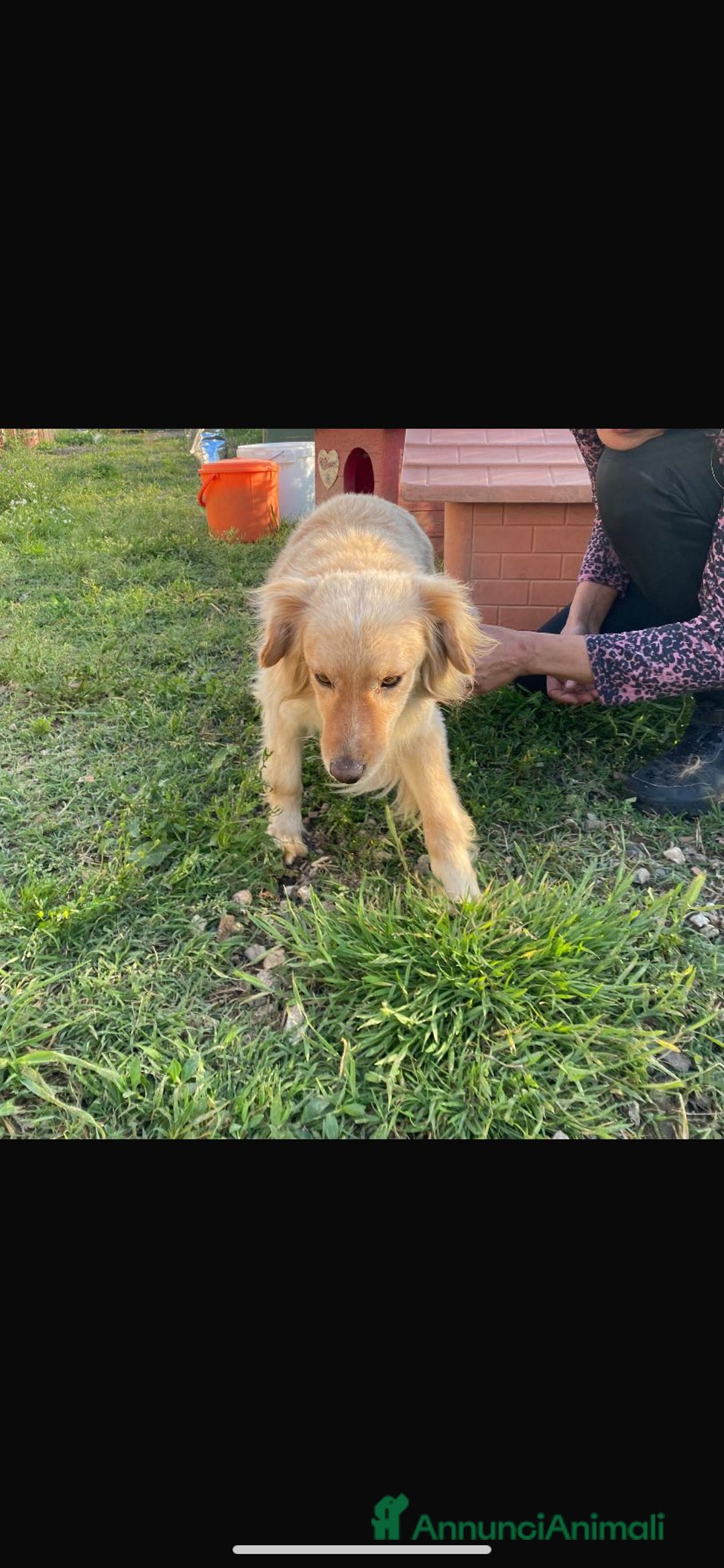 Meticcio cani in regalo: 3anni mMirto mix volpino 7/8kg SOS CASA SARDEGNA - Annuncio 6