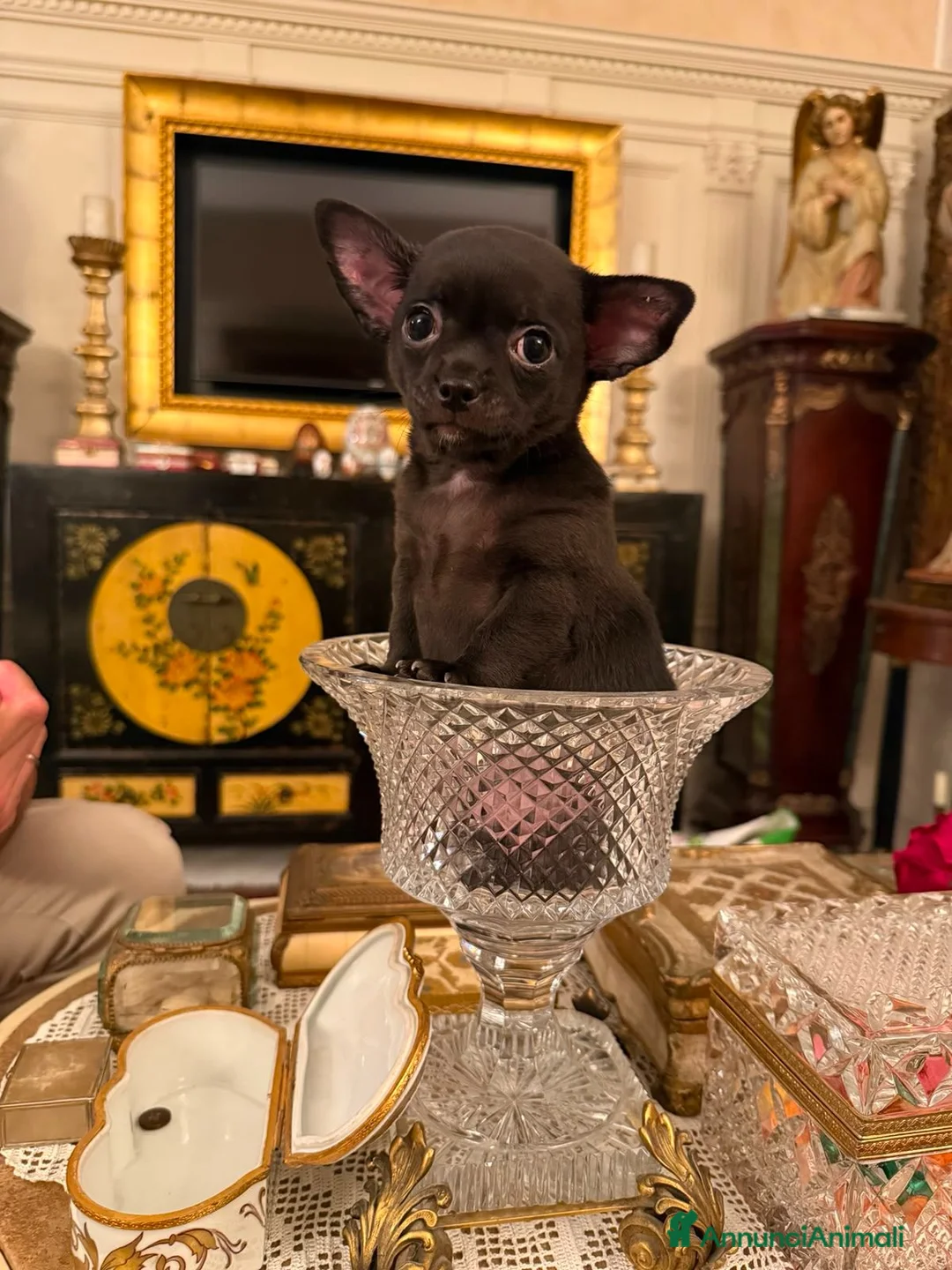 Chihuahua cani in vendita: Chihuahua maschio  a Provincia di Padova - Annuncio 1
