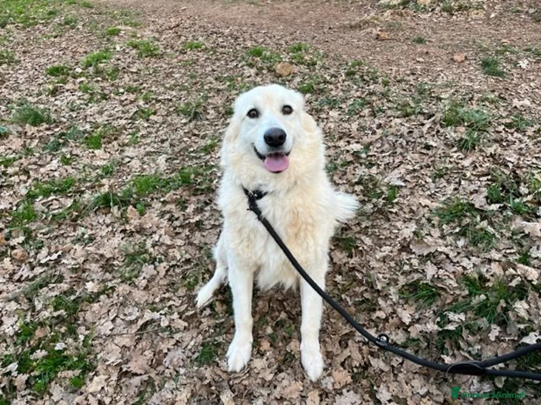 Meticcio cani in regalo: CREMA bella timidina - Annuncio 2