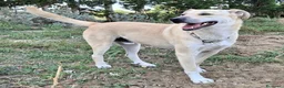Meticcio cani in regalo: Eddy 3 anni Taglia grande  a Città metropolitana di Palermo - Annuncio 2
