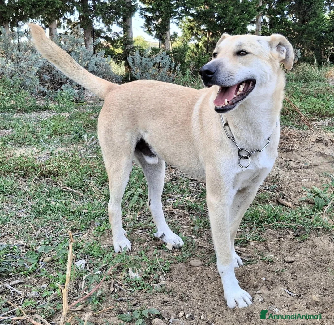 Meticcio cani in regalo: Eddy 3 anni Taglia grande  a Città metropolitana di Palermo - Annuncio 2