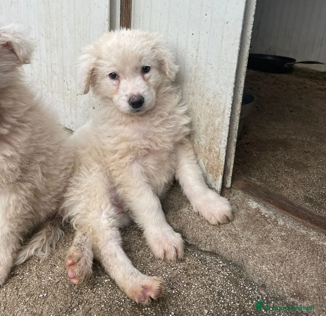 Meticcio cani in regalo: CI ADOTTI? - Annuncio 11