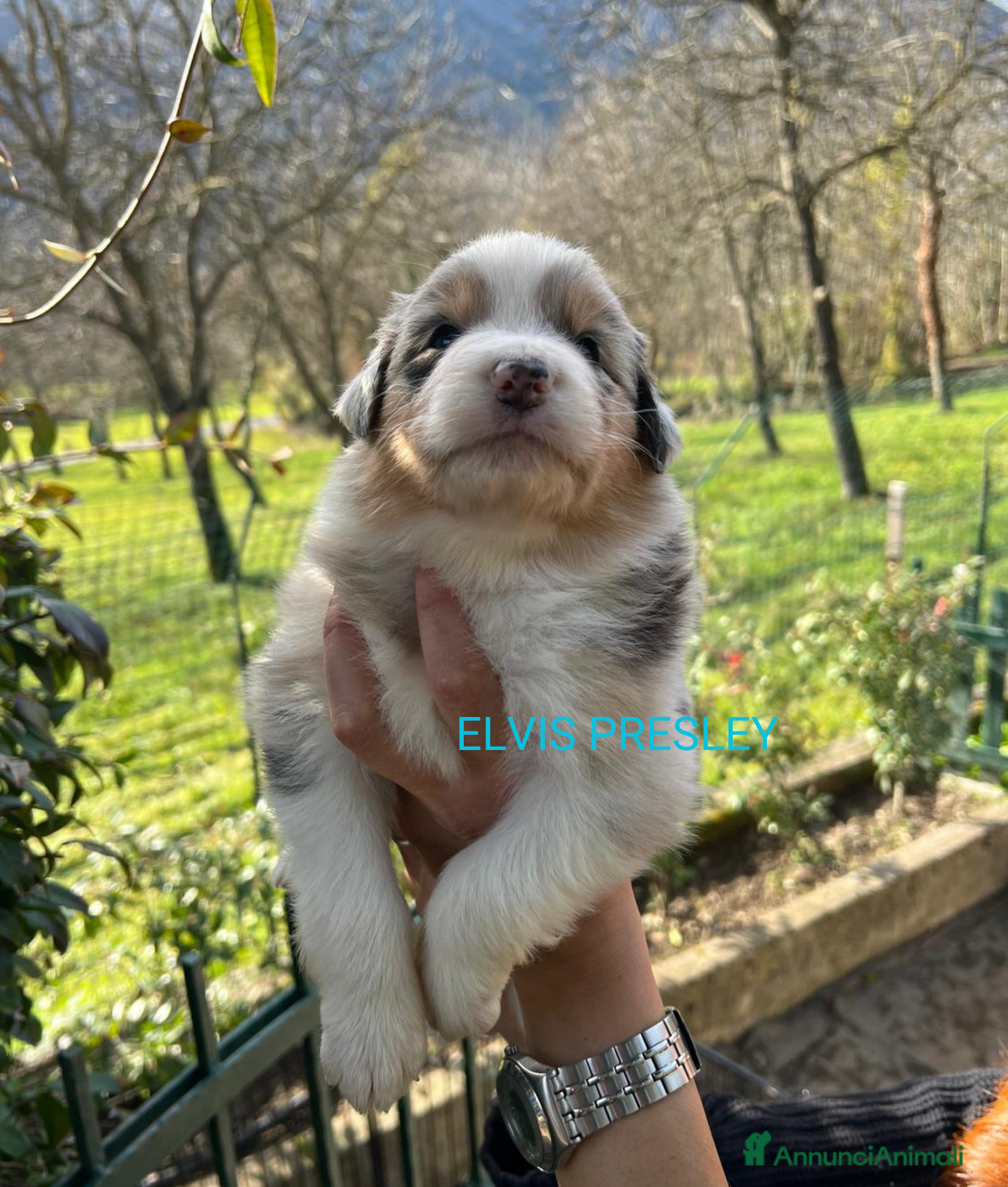 Australian Shepherd cani MERAVIGLIOSI CUCCIOLI DI AUSTRALIAN SHEPHERD - Annuncio 1
