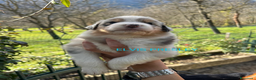 Australian Shepherd cani in vendita: MERAVIGLIOSI CUCCIOLI DI AUSTRALIAN SHEPHERD - Annuncio 1