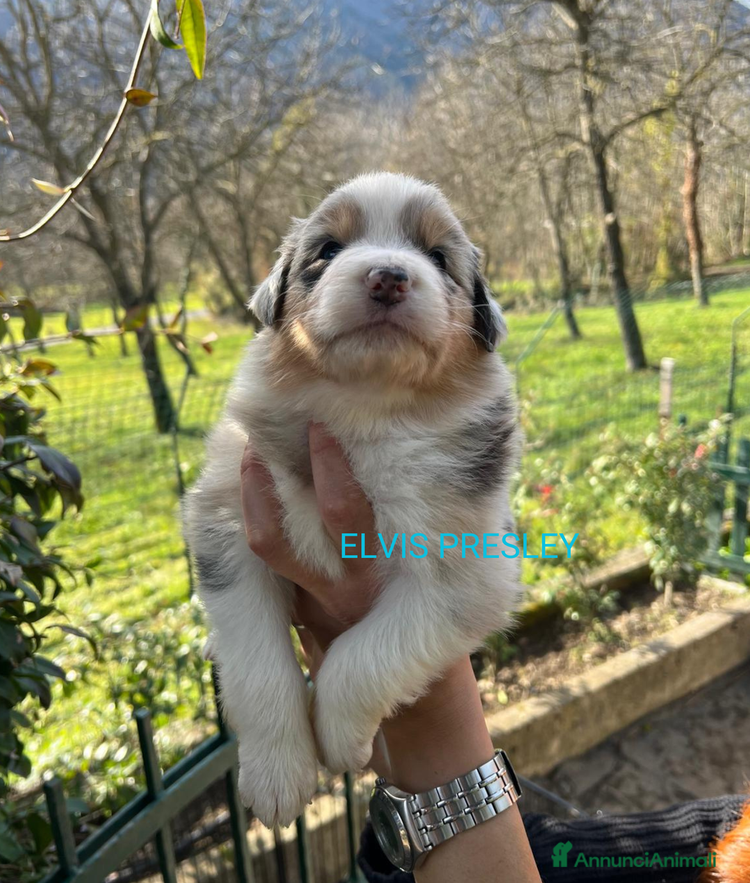 Australian Shepherd cani in vendita: MERAVIGLIOSI CUCCIOLI DI AUSTRALIAN SHEPHERD - Annuncio 1
