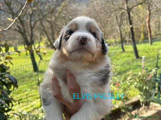 Australian Shepherd cani MERAVIGLIOSI CUCCIOLI DI AUSTRALIAN SHEPHERD - Annuncio 36
