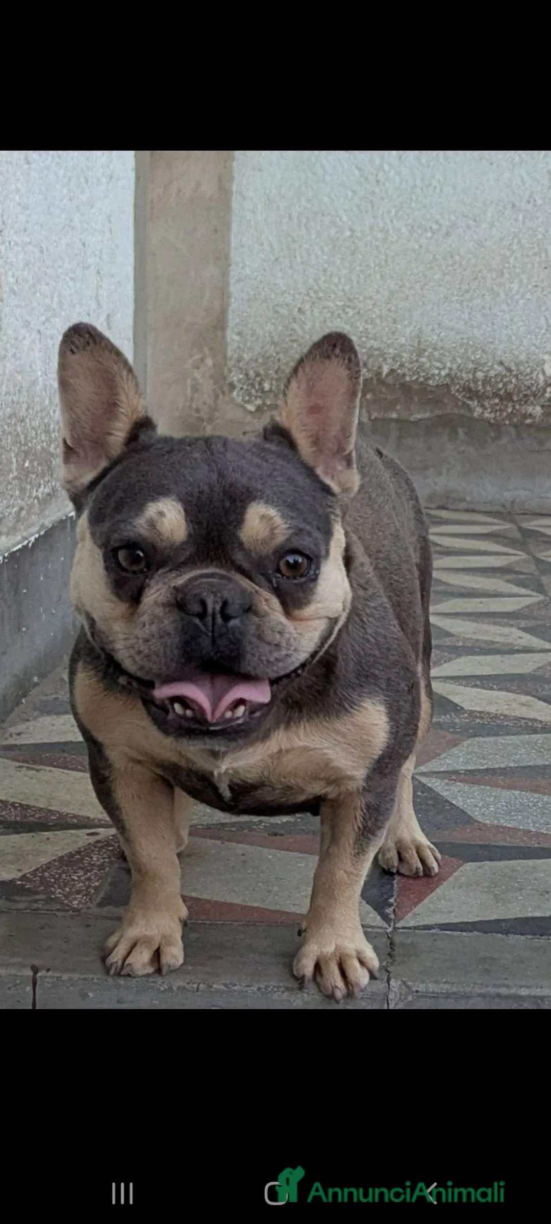 Bulldog Francese cani in vendita: Bulldog francesi blu and tan - Annuncio 7