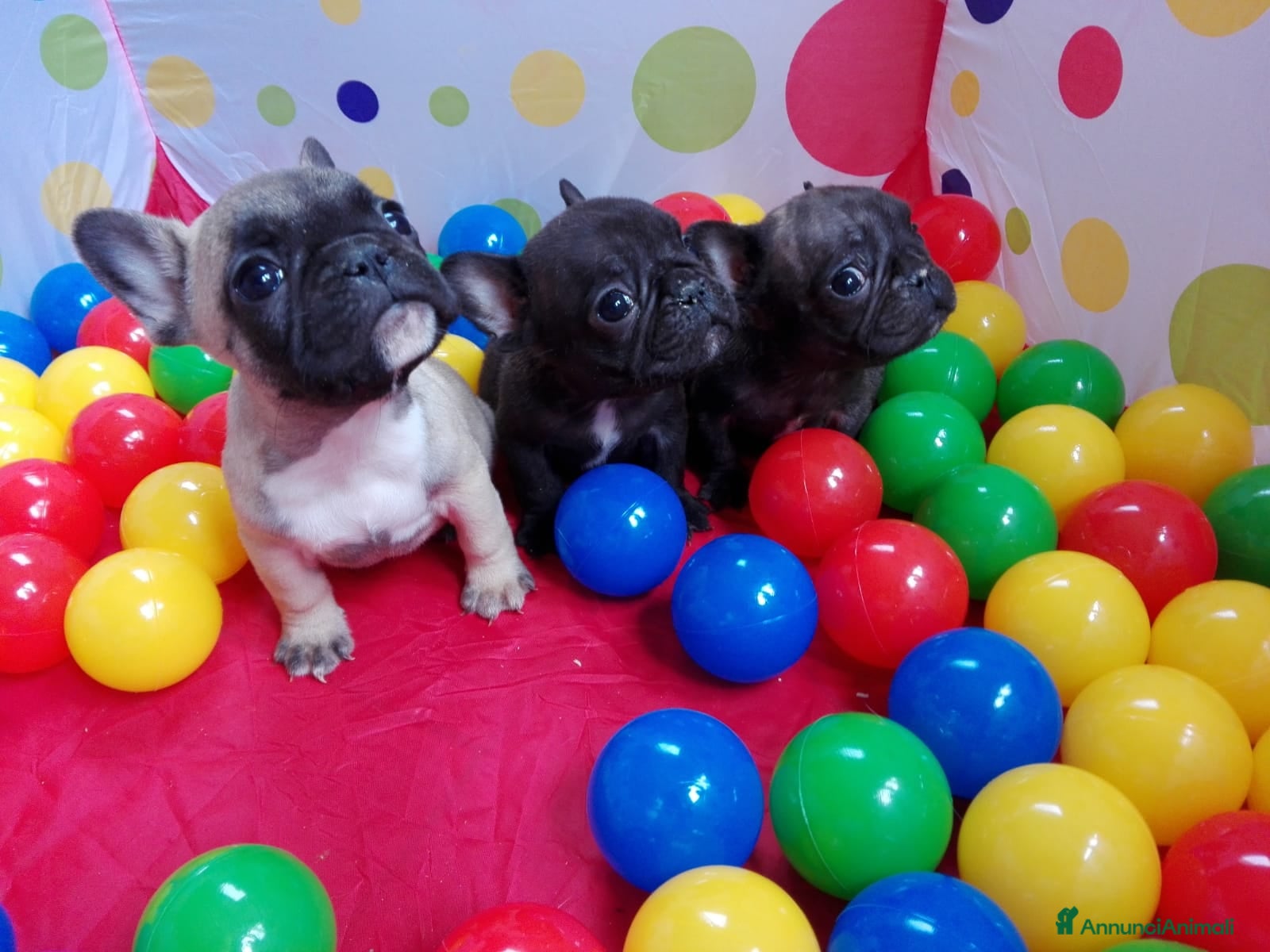 Bulldog Francese cani Cucciolo Bulldog Francese Cuccioli Italiani - Annuncio 1