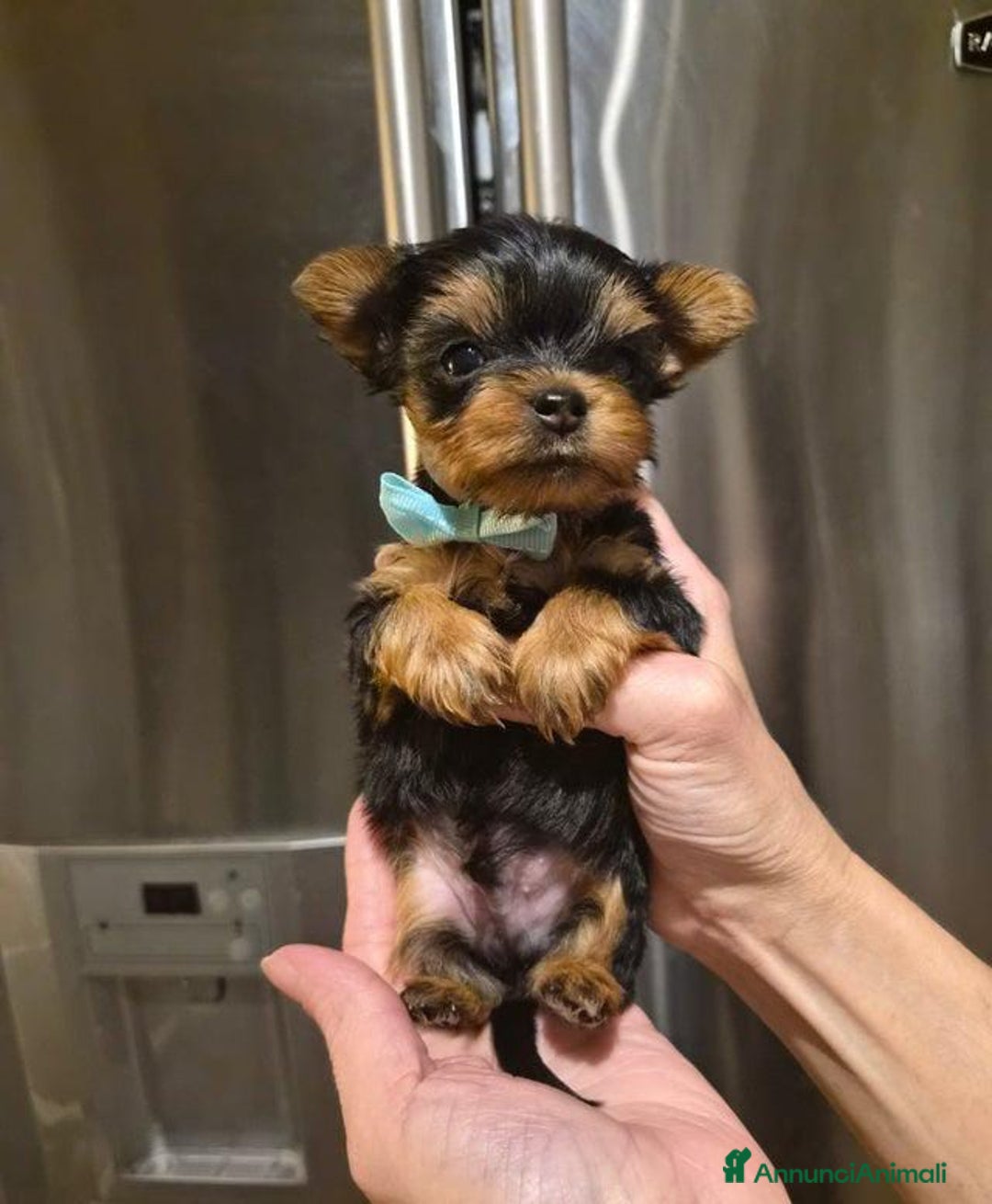 Yorkshire cani in vendita: Bellissimi cuccioli di Yorkshire miniatura da 300g - Annuncio 7