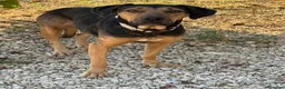 Meticcio cani in regalo: Pallino  - Annuncio 2